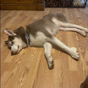 Meet your Posher, Cameron